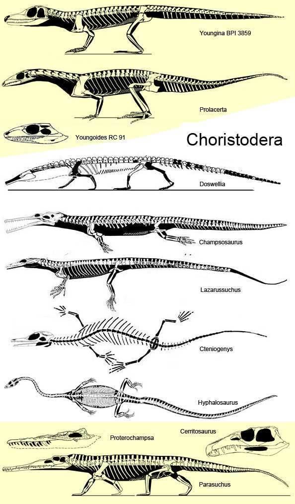 Choristodera Alchetron The Free Social Encyclopedia