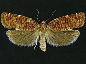 Choristoneura fumiferana Choristoneura fumiferana Spruce Budworm Moth Discover Life