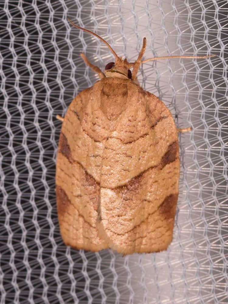 Choristoneura obsoletana
