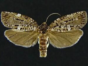 Choristoneura occidentalis mothphotographersgroupmsstateeduFiles1USNM300