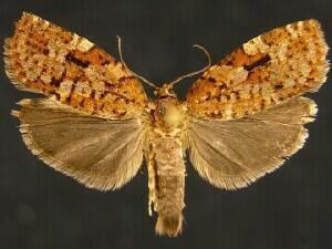 Choristoneura occidentalis Moth Photographers Group Jim Vargo Plate 091 Tortricidae
