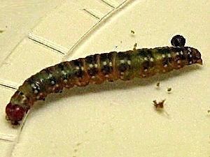 Choristoneura pinus Moth Photographers Group Moth Larvae Plate 010 Micros through