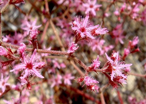 Chorizanthe Fringed Spineflower Chorizanthe fimbriata var fimbriata