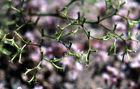 Chorizanthe Taxonomic Treatment of Eriogonoideae Polygonaceae by JLReveal