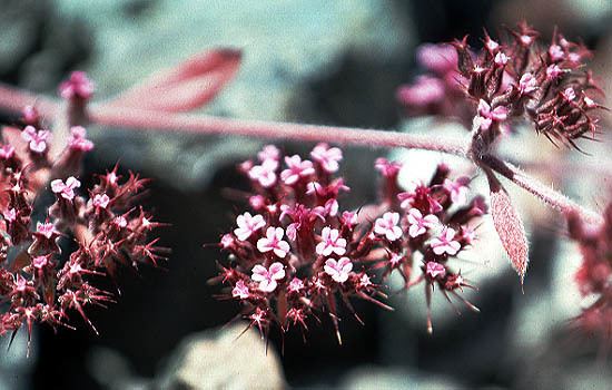 Chorizanthe Taxonomic Treatment of Eriogonoideae Polygonaceae by JLReveal