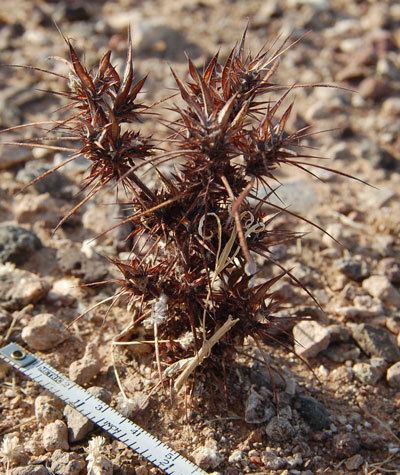 Chorizanthe rigida Devil39s Spineflower in the Sonoran Desert