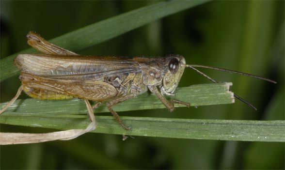 Chorthippus European locusts and their ecology Chorthippus apricarius