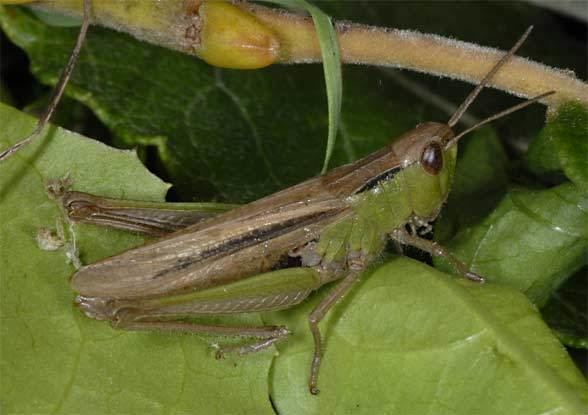 Chorthippus European locusts and their ecology Chorthippus dorsatus