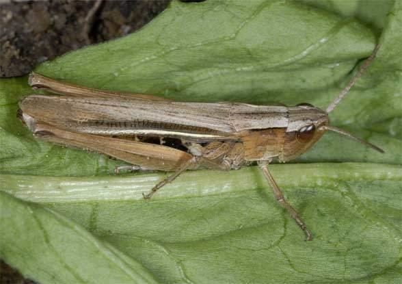 Chorthippus albomarginatus European locusts and their ecology Chorthippus albomarginatus