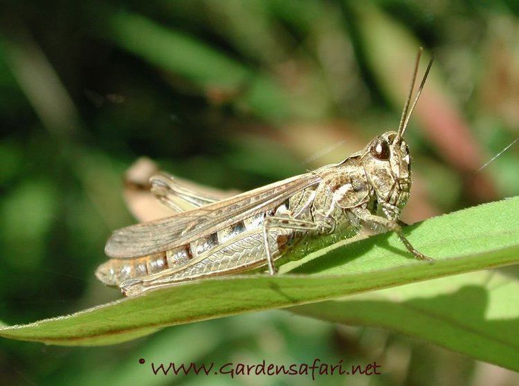 Chorthippus brunneus Gardensafari Picture Page about the common field grasshopper