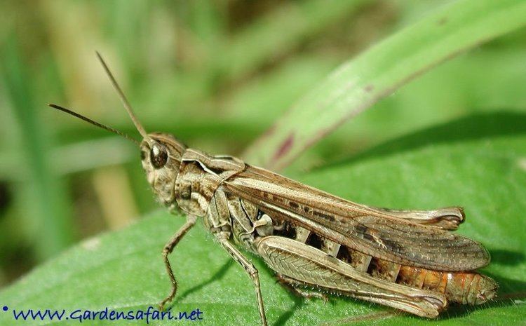 Chorthippus brunneus Gardensafari Picture Page about the common field grasshopper