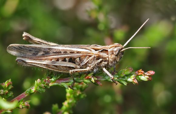 Chorthippus brunneus Zenfolio Lincsbirder wildlife photography Grasshoppers and