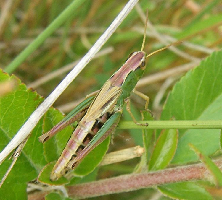 Chorthippus parallelus Meadow Grasshopper Chorthippus parallelus NatureSpot