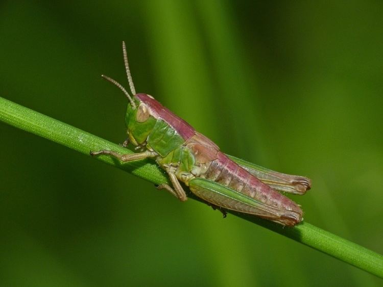 Chorthippus parallelus Meadow Grasshopper Chorthippus parallelus NatureSpot