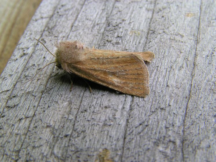 Chortodes fluxa The Moths and Butterflies of Huntingdonshire