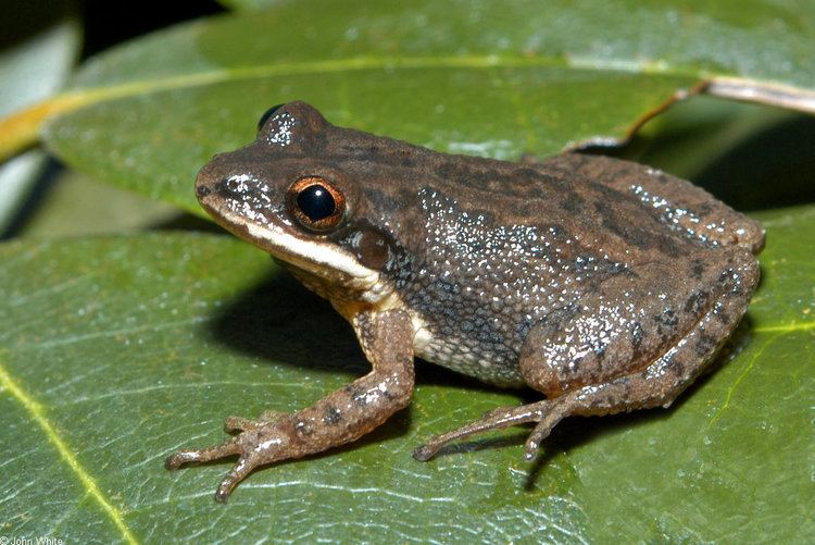 Chorus frog Upland Chorus Frog