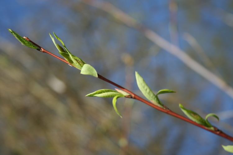 Chosenia FileChosenia arbutifolia branchletjpg Wikimedia Commons