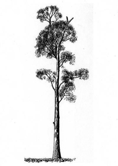 Chosenia Chosenia II An Amazing Tree of Northeast Asia