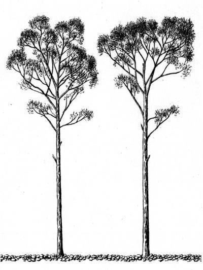 Chosenia Chosenia II An Amazing Tree of Northeast Asia