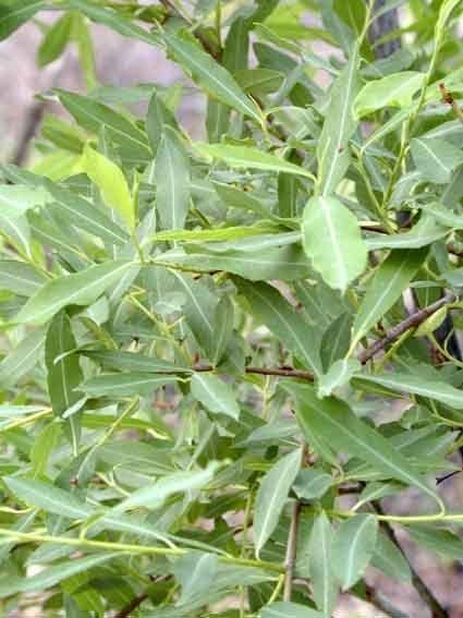 Chosenia Chosenia arbutifolia Willow Salix arbutifolia