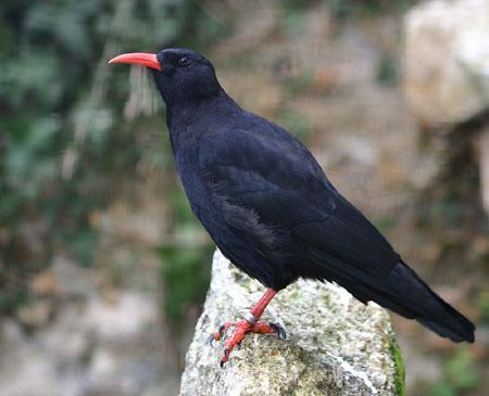 Chough State Bird of Elsinore The Festival Robe