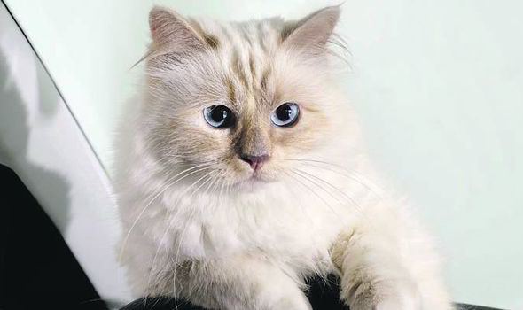 Choupette Watch out Cara How did Karl Largerfeld39s cat make just less than