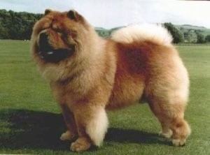 Chow Chow Chow Chow Dog Breed Information and Pictures