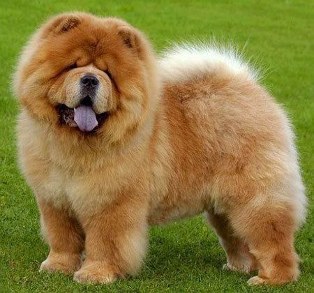 Chow Chow Breed of the Week Chow Chow Paws Playgrounds