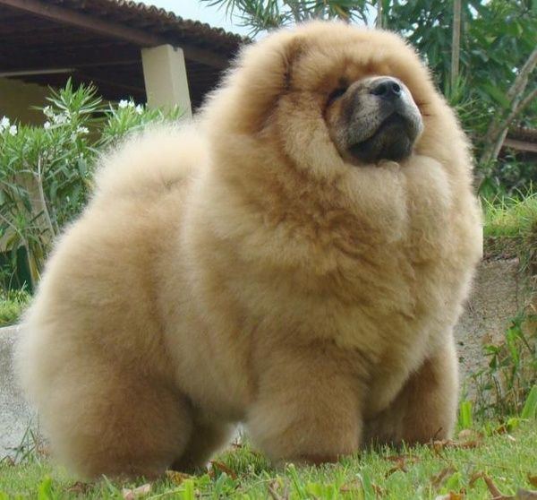 Chow Chow 1000 ideas about Chow Chow on Pinterest Chow chow dogs Chow chow
