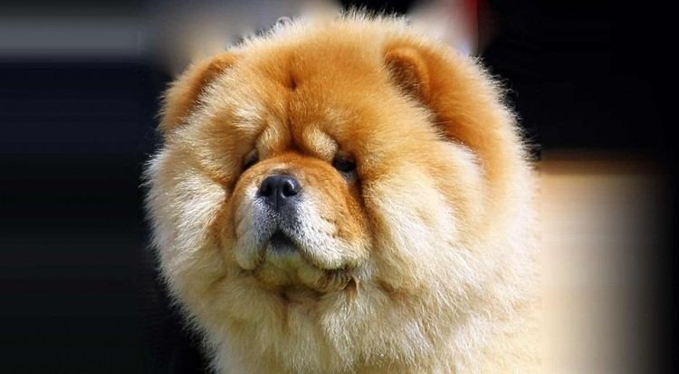 Chow Chow Chow Chow Dog Breed Information American Kennel Club