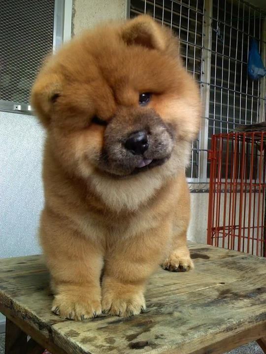 Chow Chow 1000 ideas about Chow Chow on Pinterest Chow chow dogs Chow chow