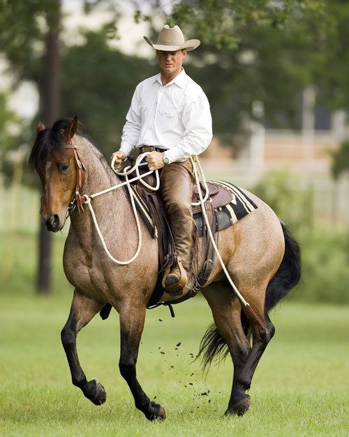 Chris Cox (horse trainer) Training Philosophy 101 Chris Cox Horsemanship