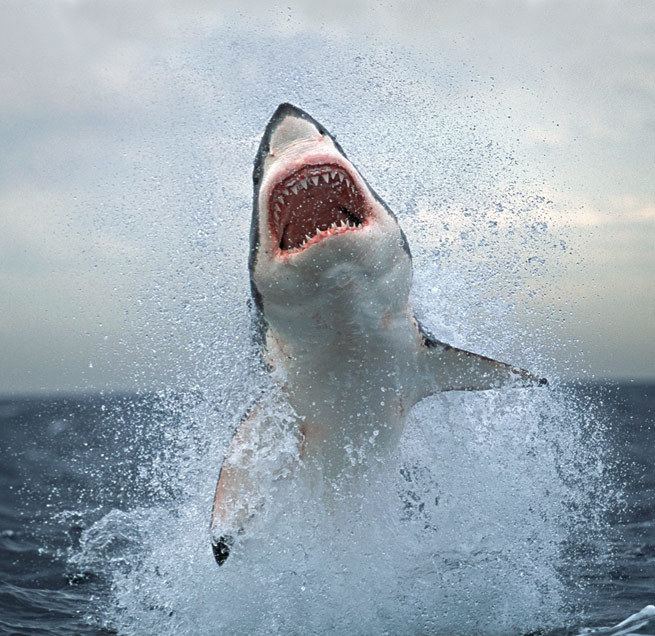 Chris Fallows Shark amp Marine Wildlife Photography Chris Fallows Art