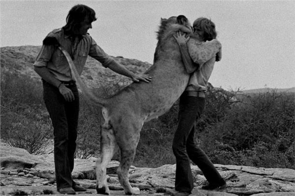 Christian the lion The Amazing Story of Christian the Lion Animal Stories
