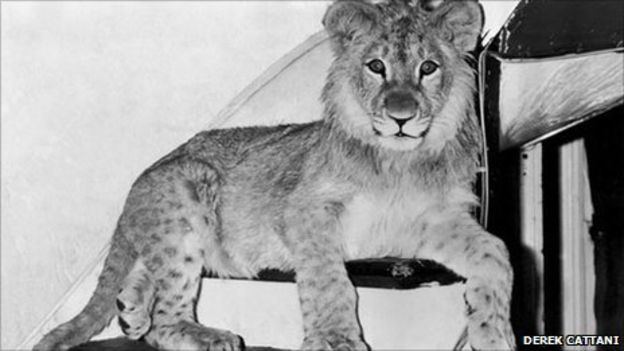 Christian the lion Christian The lion who lived on the King39s Road BBC News