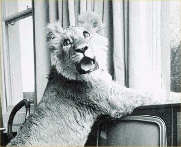 Christian the lion Christian the Lion Video