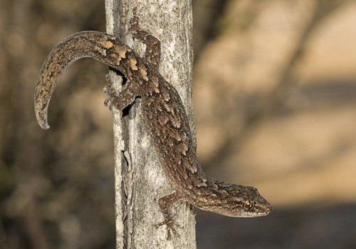 Christinus Marbled gecko Christinus marmoratus at the Australian Reptile
