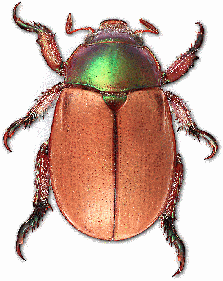 Christmas beetle Facts about Australia39s Christmas beetles Australian Geographic
