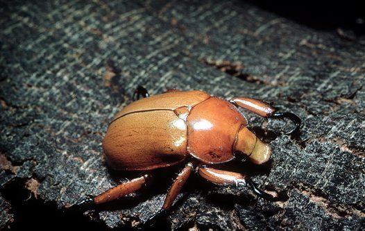 Christmas beetle Christmas Beetle Australian Museum