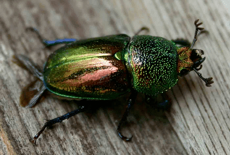 Christmas beetle Christmas Beetle l Swarming nuisance Our Breathing Planet