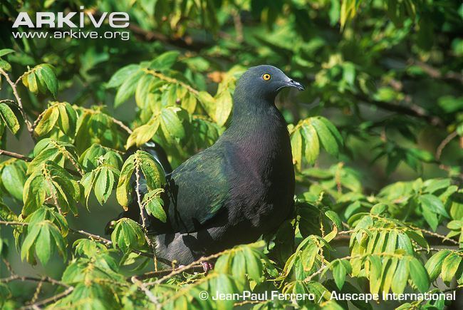 Christmas imperial pigeon Christmas imperialpigeon videos photos and facts Ducula whartoni