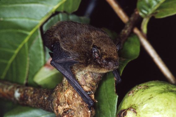 Christmas Island pipistrelle Island bat goes extinct after Australian officials hesitate