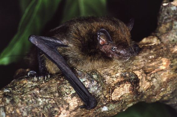 Christmas Island pipistrelle Island bat goes extinct after Australian officials hesitate
