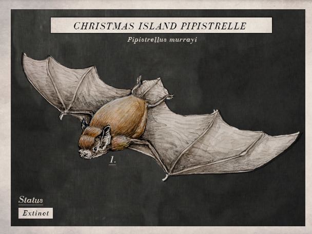 Christmas Island pipistrelle - Alchetron, the free social encyclopedia