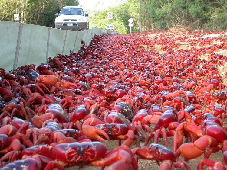 Christmas Island red crab httpsiytimgcomviGWcsyU7uCkYmaxresdefaultjpg