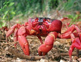 Christmas Island red crab Red crabs overtake Christmas Island Nature Features ABC Science