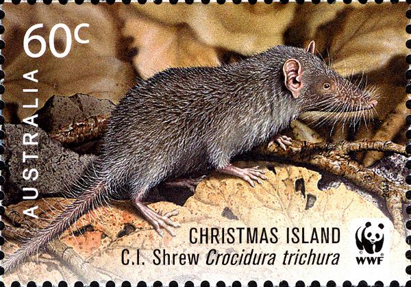 Christmas Island shrew blogsscientificamericancomextinctioncountdown
