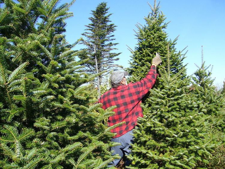 Christmas tree production in Canada