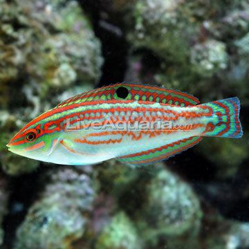 Christmas wrasse Saltwater Aquarium Fish for Marine Aquariums Christmas Wrasse Fiji