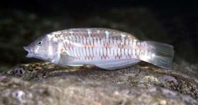 Christmas wrasse Fish of the Month Christmas Wrasse Thalassoma trilobatum